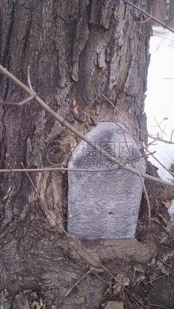 树树皮石头标记