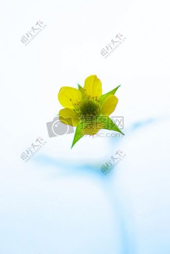 绿色和黄色瓣花