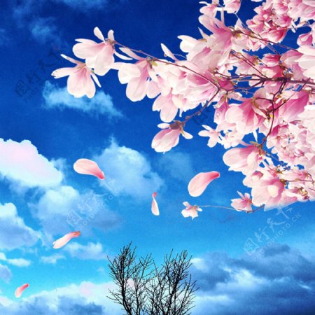 蓝天白云花朵花瓣树素材
