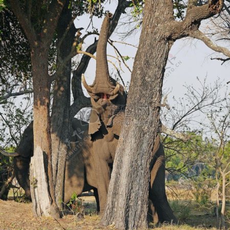 非洲的布什大象