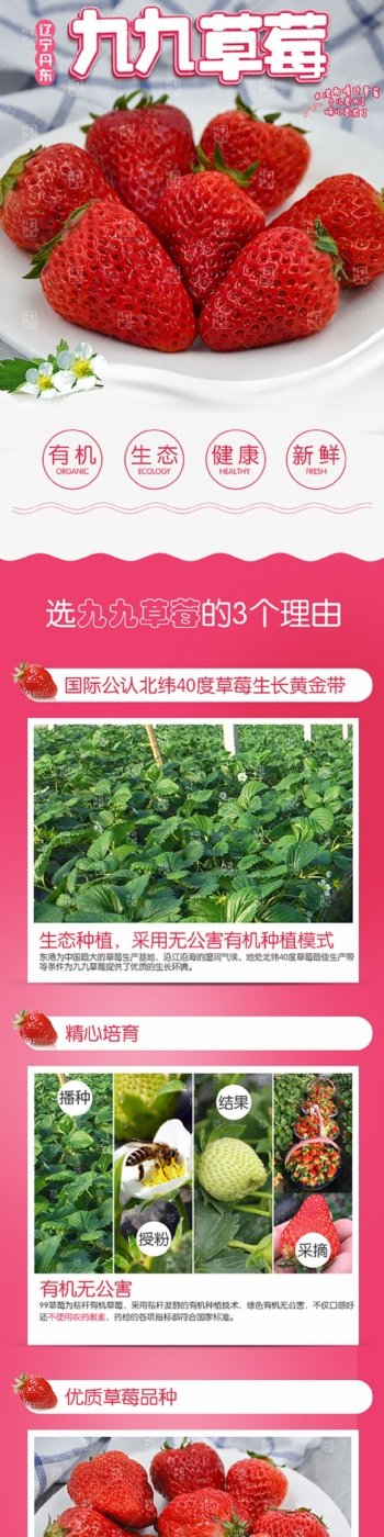 丹东九九草莓详情页