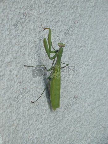墙壁上的螳螂