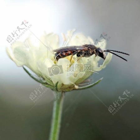 花朵上的蜜蜂