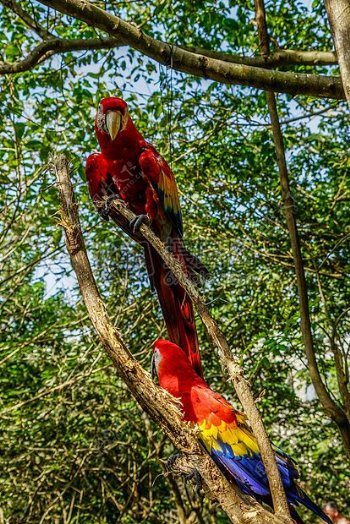 树枝上的红色鹦鹉