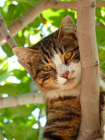 爬在树上的猫