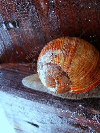 木材上的蜗牛