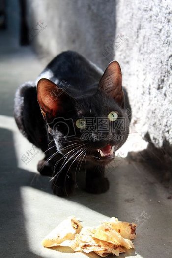 阳光下的大黑猫