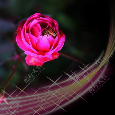 五线谱高光彩色线条玫瑰花素材