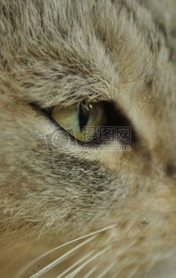 猫眼石