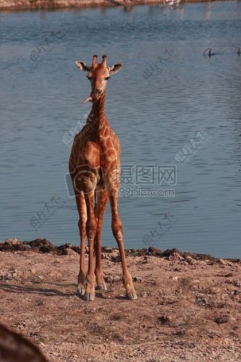 河川生态园中的长颈鹿