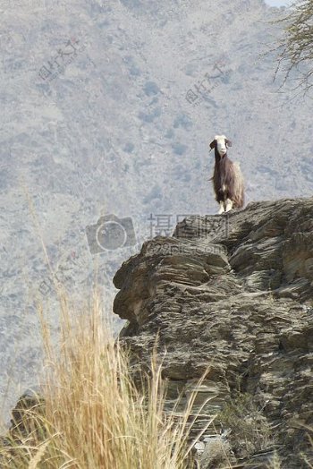 山坡上的绵羊