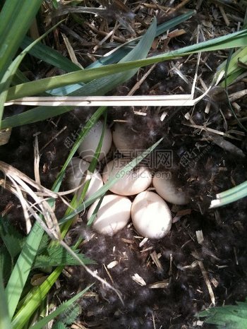 巢穴里的鸟蛋