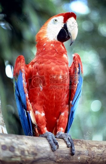 Ara鹦鹉鸟丰富多彩巴西羽毛颜色鸟类南美鹦鹉