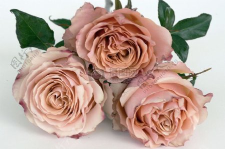 白色背景下的粉红色玫瑰花