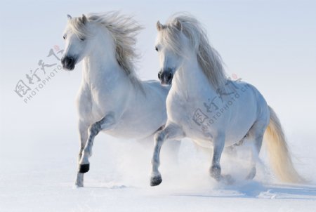 雪地上的两白马图片