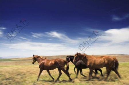 大草原上的骏马图片