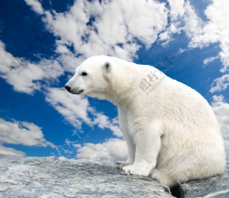 坐在岩石上的北极熊图片