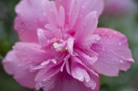 雨后的木槿花图片图片