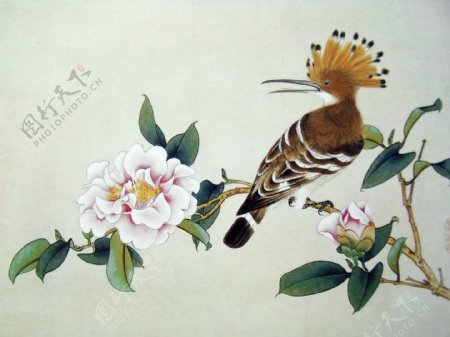 水墨花卉鸟类绘画图片
