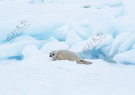 冰川上的海豹图片