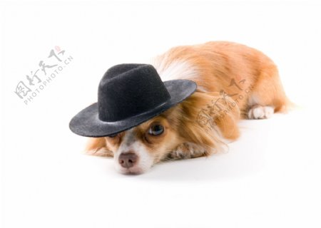 戴帽子的可爱小狗图片