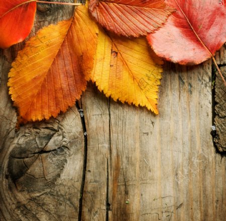 秋天树叶与木纹背景图片