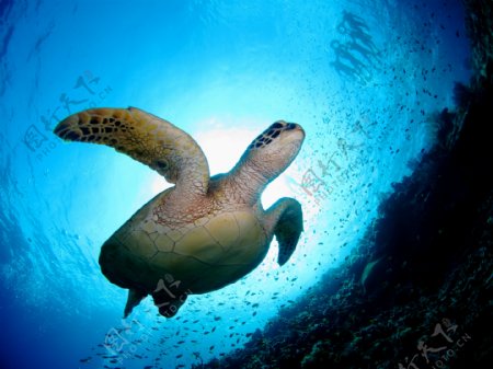 海底游着的乌龟图片