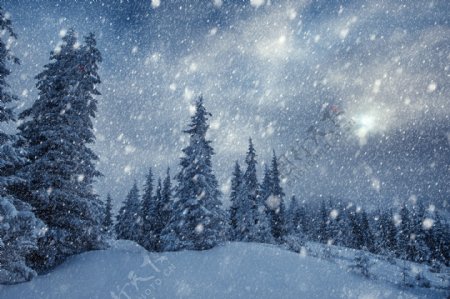 傍晚雪中的雪地和树林图片