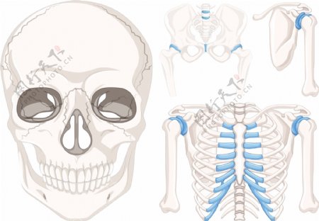 人类颅骨和骨骼的其他部分
