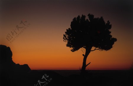 黄昏下高山松树图片