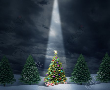 聚光灯下的圣诞树图片