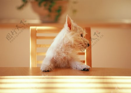 桌子上的小狗图片