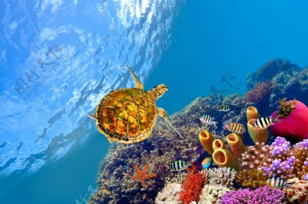 海底的海龟摄影图片