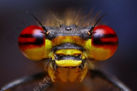 蜜蜂眼睛昆虫摄影图片
