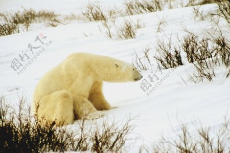 北极熊摄影图片图片