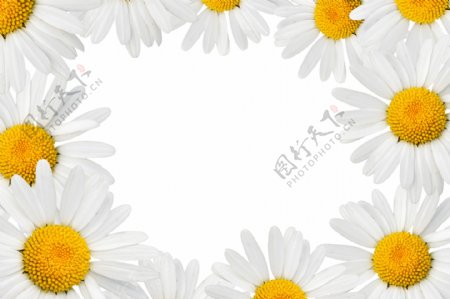 菊花背景素材图片