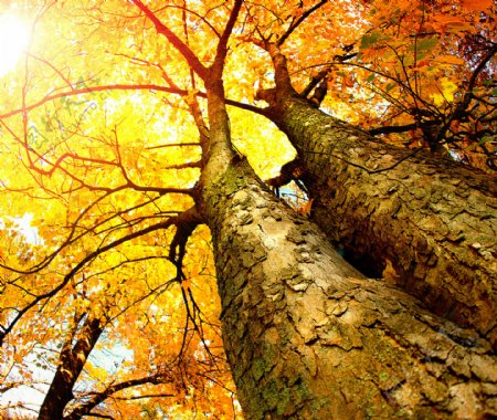 秋天树木树干图片