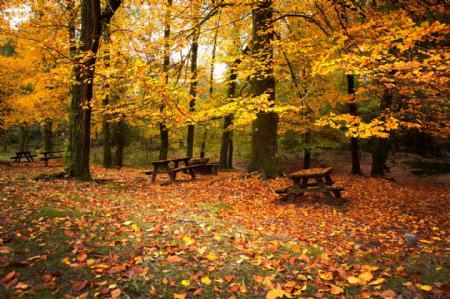 美丽秋天树林图片