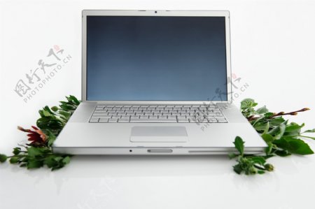 绿叶和笔记本电脑特写图片