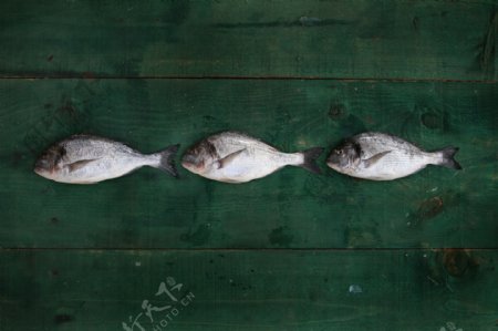 三条心形的鱼图片