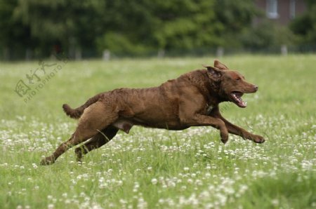 奔跑在草地上的狗图片