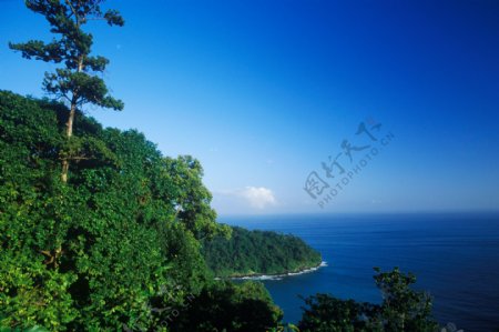 海岸绿树蓝天特写图片图片