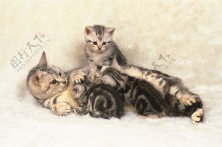 猫妈妈与小猫们图片