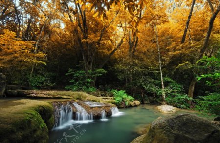 小溪和黄色树林景色图片