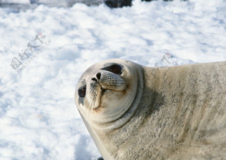 雪地上的海狮图片