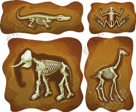 四种不同化石地下插图