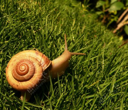草地上的蜗牛图片