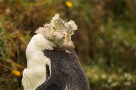 可爱的企鹅摄影图片