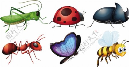 不同种类昆虫插画