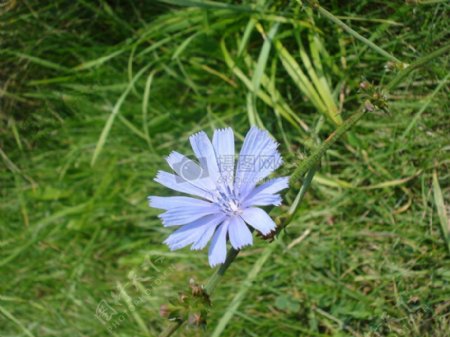 草地一朵美丽的蓝花